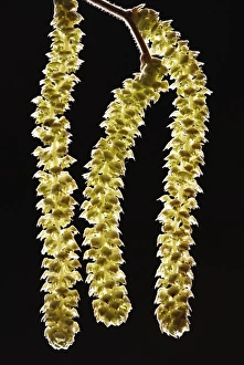 Winter Flowers UK Drucke: Common hazel catkins