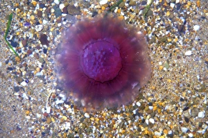 Moon Jellyfish Drucke: Common jellyfish
