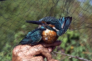 Alcedo Atthis Drucke: Common kingfisher caught for ringing