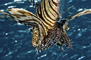Venomous Fish Drucke: Common lionfish