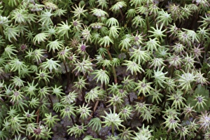 Drucke von Die Gemeine Lebermoos (Marchantia polymorpha) wächst ein Jahr nach einem Waldbrand im klaren gefellten Gebiet des Tivedenswaldes in der schwedischen Provinz Västra Götaland Bilder Datiert 2010 Mai: Gemeine Lebermoos nach Waldbrand