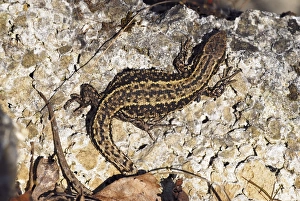 Common Lizard Drucke: Common lizard basking on a rock