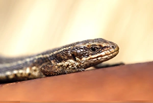 Viviparous Lizard Species Drucke: Common Lizard C013 / 6969