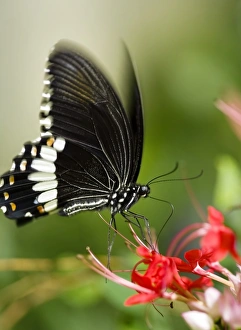Butterfly Mimicry Drucke: Common mormon butterfly