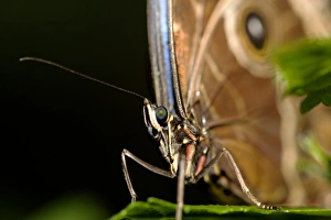 Tropical Butterfly Images Drucke: Common morpho butterfly