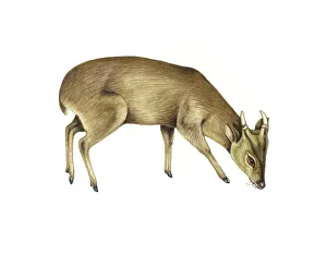 Drucke von Die gemeinsame Muntjak-Hirsch (Muntiacus muntjak), Kunstwerk. Dieser kleine Hirsche wird in dicht bewachsenen Gebieten Südasiens und Südostasiens gefunden, wie Grasländer, Savannen und Buschwälder Bilder Datiert 2010 Juni: Gemeiner Muntjakhirsch, Kunstwerk