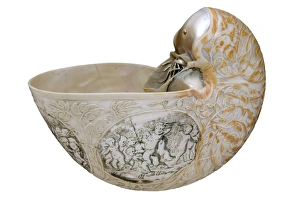 Nautilus Shell Drucke: Common nautilus shell C016 / 5941