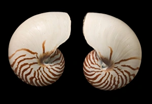 Pacific Ocean Creatures Drucke: Common nautilus shells C016 / 6049