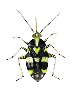 Drucke von Die Gemeine Nettelschalenwanze (Licoris triptulatus), Kunstwerk . Diese Pflanzenwurmart measures zwischen 3,8-5,0mm lang Bilder Datiert 2006 Februar: Gemeiner Nettelfädenkapselbüschig