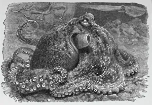 19th Century Engraving Drucke: Common octopus, 19th century