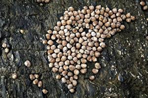 Coastal Marine Life Drucke: Common periwinkles