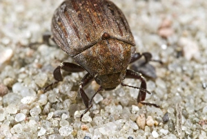 Insect Photography Poland Drucke: Common pill beetle