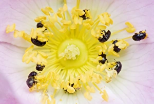 Bilder Datiert 8. Mai 2008: Gemeine Blütenkäfer fressen