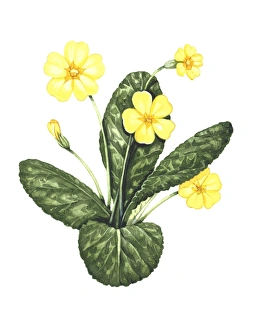 Common Primrose Drucke: Common primrose, artwork