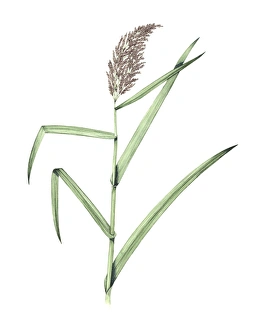 Common Reed Plant Drucke: Common reed, artwork