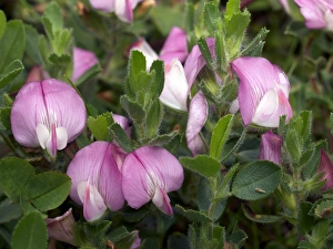 Yellow Wildflowers Europe Drucke: Common Restharrow (Ononis repens)