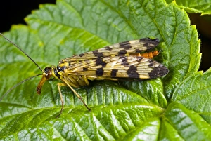 Poland Wildlife Photography Drucke: Common scorpionfly on a leaf