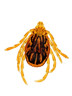 Ixodes Ricinus Drucke: Common sheep tick, light micrograph
