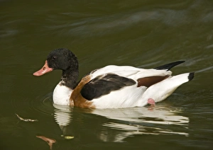 Birds In Autumn Drucke: Common shelduck