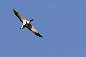 Wildfowl Photography UK Drucke: Common shelduck in flight
