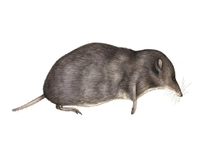 Sorex Araneus Drucke: Common shrew, artwork