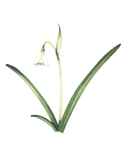 White Flowering Plant Drucke: Common snowdrop, artwork