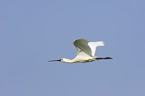 Spoonbill In Flight Drucke: Common spoonbill