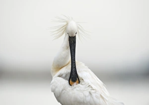 Drucke von Die Gemeine Schafente (Platalea leucorodia) putzt ihre Federn ab. Diese Wadereisenvogel ist im südlichen Eurasien, Europa und Nordafrika zu finden. Es zieht sich zur Tropen hinüber im Winter Bilder Datiert 2013 April: Gemeiner Schafenteiger putzt seine Federn