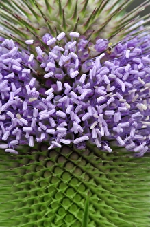 Wildflower Photography UK Drucke: Common teasel flowering spike