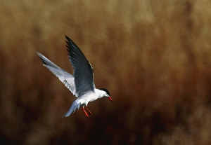Marine Bird Species Drucke: Common tern flying
