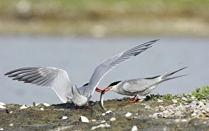 Gerahmter Druck : Gemeine Sperlingsvögel Gerahmter Druck : Gemeine Sperlingsvögel