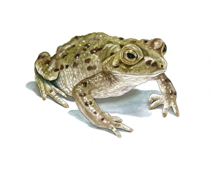 Common Toad Habitat Drucke: Common toad, artwork C016 / 3212