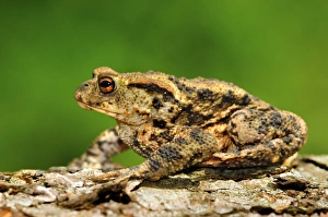 Amphibian Wildlife UK Drucke: Common toad male