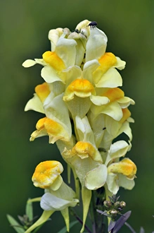 Common Toadflax Drucke: Common toadflax flowers