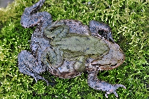 Gemeine Riesensalamander Fortpflanzung C017 / 7176