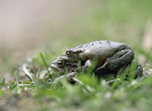 Drucke von Von Bajus (Bufo bufo). Der Männchen hat sich auf die Rücke der Weibchen gestiegen. Er wird das weibliche Tier für mehrere Tage festhalten bis sie bereit zur Eizellfreisetzung ist Bilder Datiert 2007 Januar: Kommende Teufelsringe paaren sich