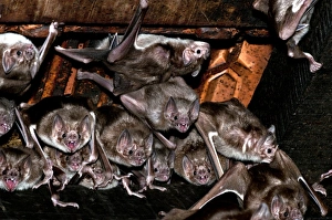 Pantanal Wildlife Brazil Drucke: Common vampire bat colony
