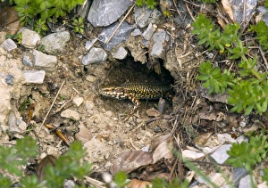 French Nature Photography Drucke: Common wall lizard