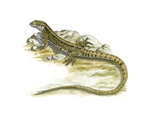 European Lizards Drucke: Common wall lizard, artwork C016 / 3219