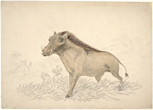 Common Warthog Images Drucke: Common warthog, artwork C016 / 5582
