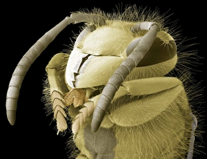 Insect Mouthparts SEM Drucke: Common wasp head, SEM