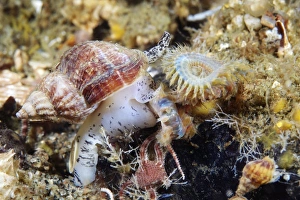 Drucke von Gemeiner Schneckenfisch (Buccinum undatum). Dieser essbare Meeresschalent kann bis zu elf Zentimeter Länge erreichen. In der Weißen See, Russland fotografiert Bilder Datiert 2011 August: Gemeiner Schneckenfisch