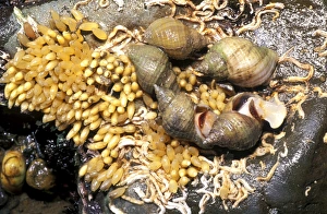 Ocean Wildlife Images Drucke: Common whelks