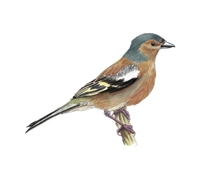 Chaffinch Bird Drucke: Common whitethroat, artwork