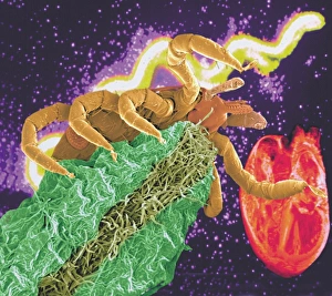 Transmission Electron Micrograph TEM Drucke: Composite image of a tick and a Borrelia bacterium
