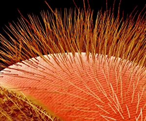 Coloured Scanning Electron Micrograph SEM Drucke: Compound eye of a bee, SEM