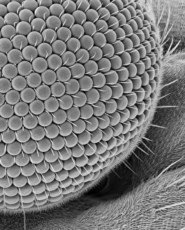 Ommatidia Structure Drucke: Compound eye of a gnat, SEM