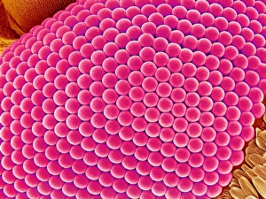 Compound Eye Structure Drucke: Compound eye of a mosquito, SEM