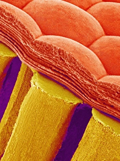 Drucke von Mottenaugen. Farbige Rasterelektronenmikroskopaufnahme einer Schnittstelle des Mottenschädels mit der Bildung aus mehreren Ommatidien Bilder Datiert 2005 Februar: Kompositaugen eines Mooses im SEM