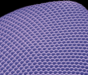 Compound Eye SEM Drucke: Compound eye, SEM